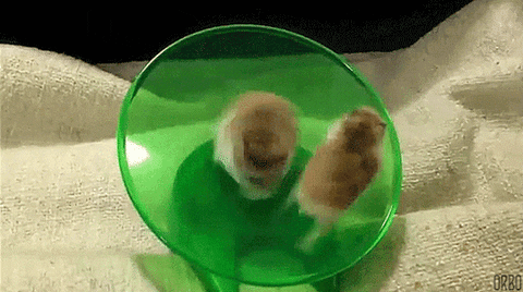 Two hamsters running in a green spinning wheel, wobbling as they move.