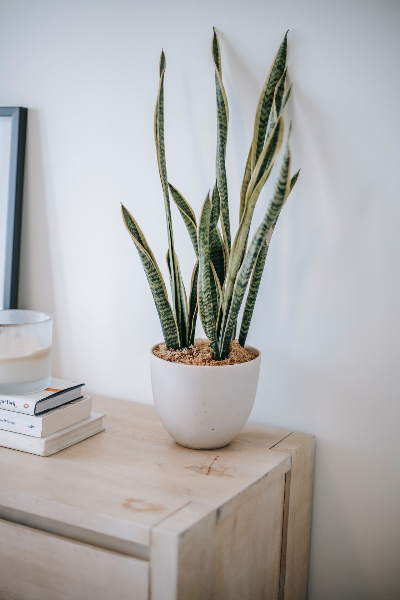 A snake plant in a white pot is placed on the top right corner of a wooden table, alongside books, a candle, and a frame.