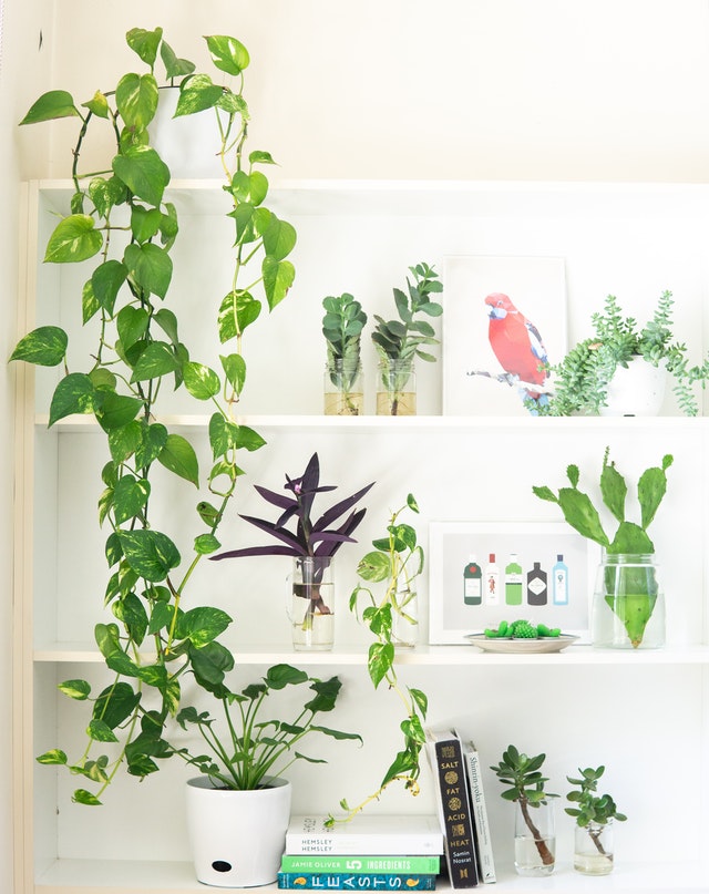 A Devil's Ivy plant is trailing from the top to the bottom of a three-row white shelf. Inside the shelf are paintings of a parrot, bottles, other smaller potted plants, and books.