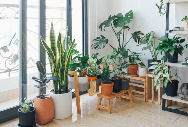 A room filled with a variety of plants, some on the floor, others in elevated pots, and some on shelves. The plants are in a room with a floor-to-ceiling window, letting sunlight in.