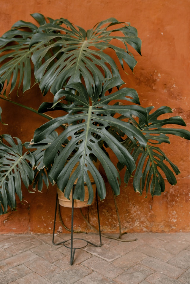 A Monstera plant is placed in an elevated brown pot. The background consists of a reddish wall, and the floor is made of red bricks.