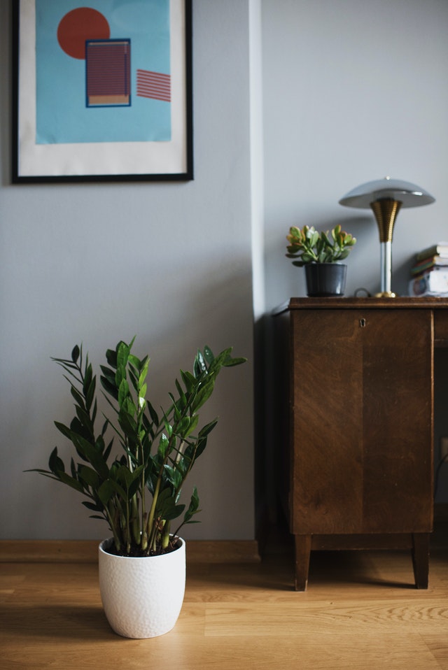 A ZZ plant in a white pot is on the floor beside a cupboard with plants, a lamp, and books on top of it. On the white wall above, there is a framed geometric piece.