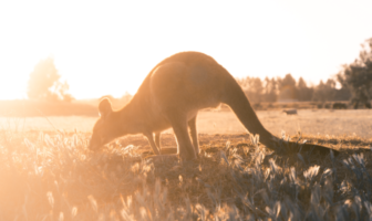Kangaroo grazing in a sunlit field