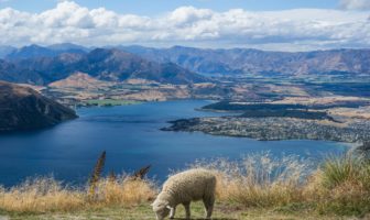 A scenic view of New Zealand's landscape, featuring a sheep grazing in the foreground, with a serene blue lake, rolling hills, and distant mountains under a partly cloudy sky